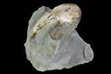 Sphenodiscus Ammonite - South Dakota #98714-2